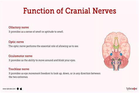 Optic Nerve: What It Is, Function, Anatomy & Conditions